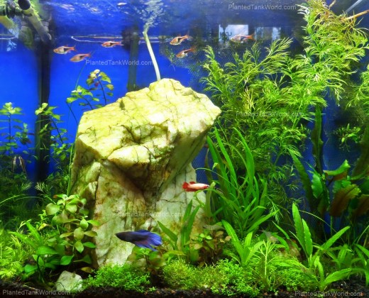 15 Gallon X-Tall Sept 2013