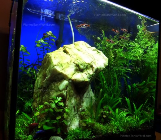 15 Gallon X-Tall Sept 2013