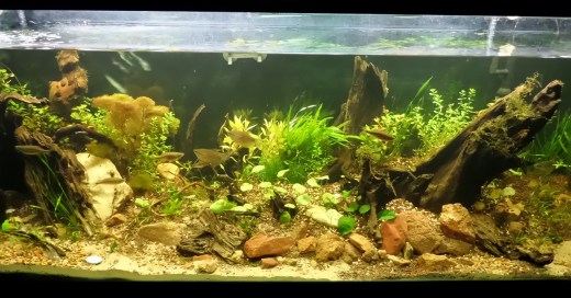 SAMSUNG CAMERA PICTURES