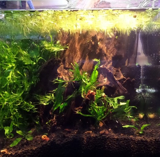 SAMSUNG CAMERA PICTURES