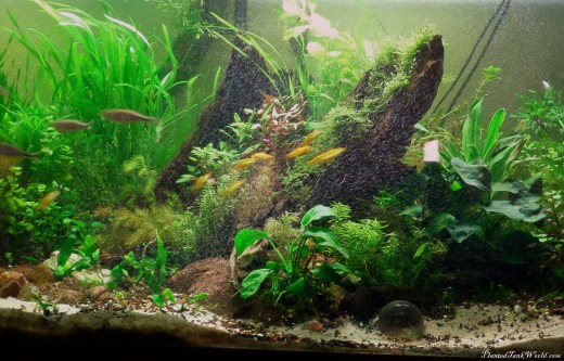 Bubbles Center Gold Barbs