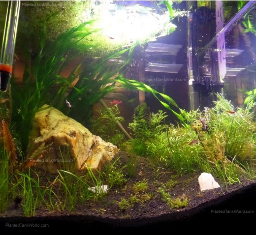 Update on 11.33 Gallon - "Death Mountain"