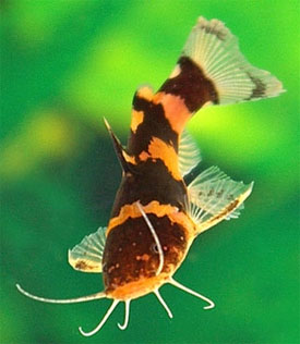 Microglanis_iheringi2