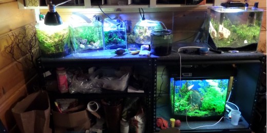 SAMSUNG CAMERA PICTURES