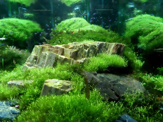 Petrified Wood Aquascape with Riccia Carpets