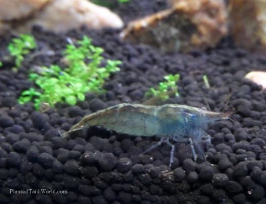Blueberry Shrimp 1