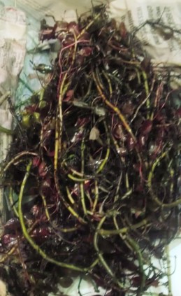 A tangled mess of ludwigia