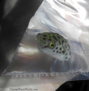 A photo of Jake, still in the bag, on the way home from my local aquarium store.