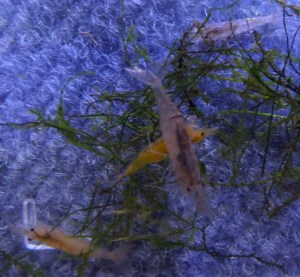 SAMSUNG CAMERA PICTURES