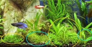 Riccia circled in blue and HC Cuba in yellow