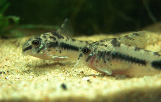 2corydoras-habrosus